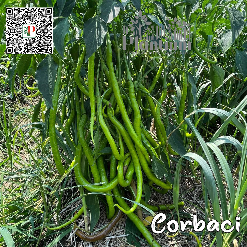 Corbaci