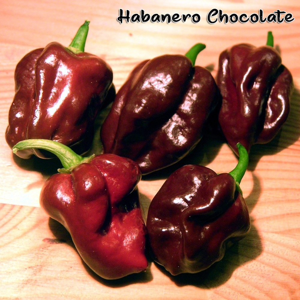 Habanero Chocolate