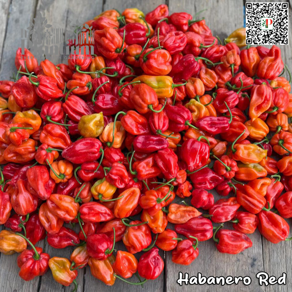 Habanero-Red