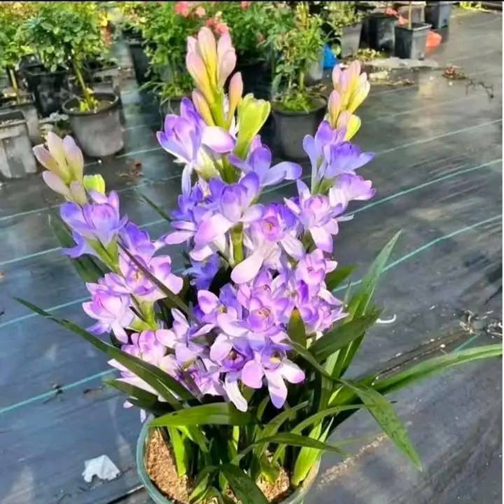 Purple Tuberose Bulbs