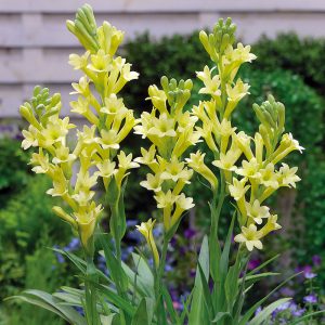 Yellow Tuberose Bulbs