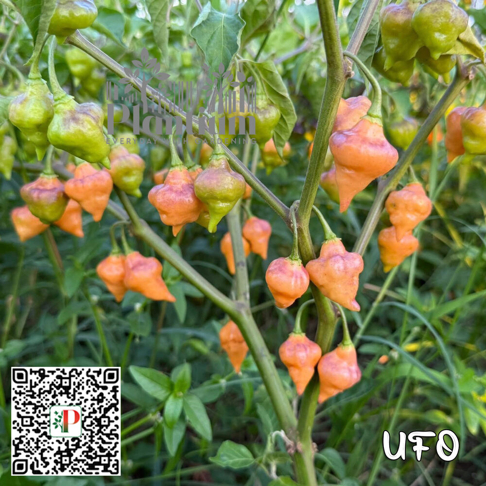 UFO