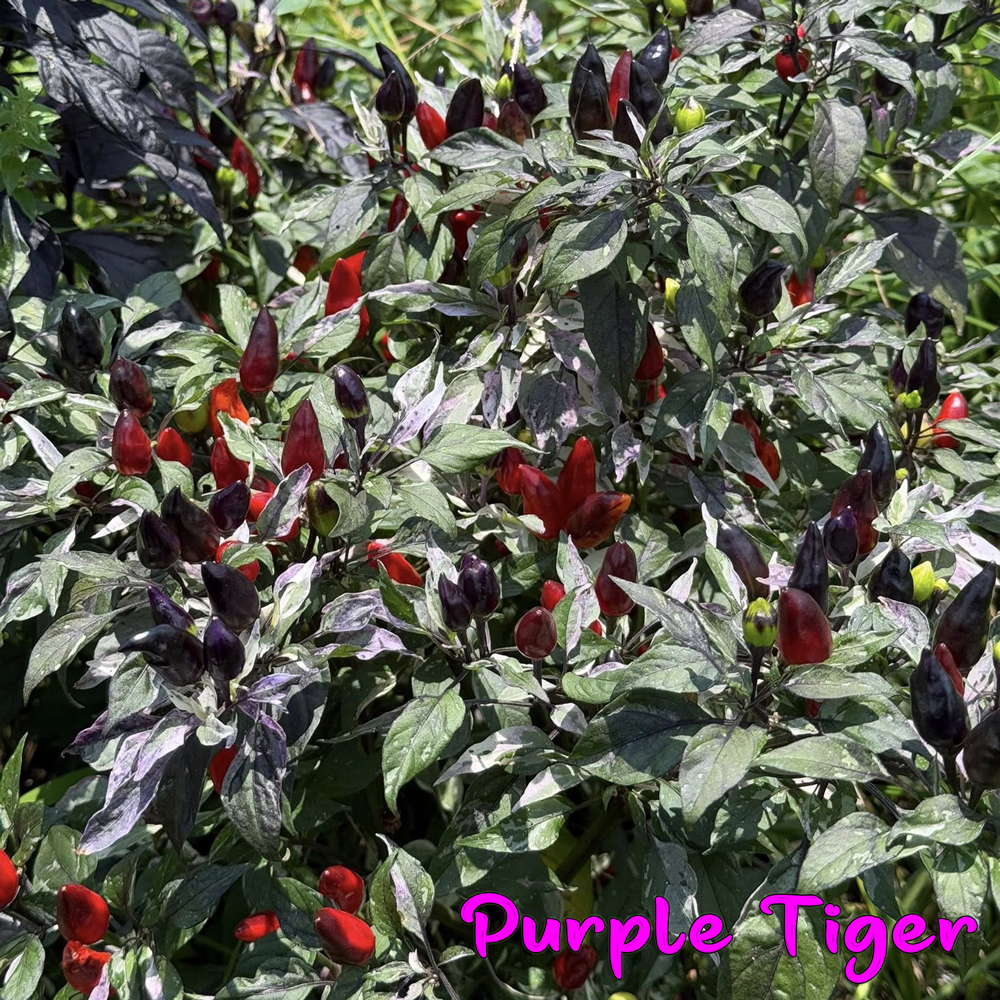 Purple Tiger