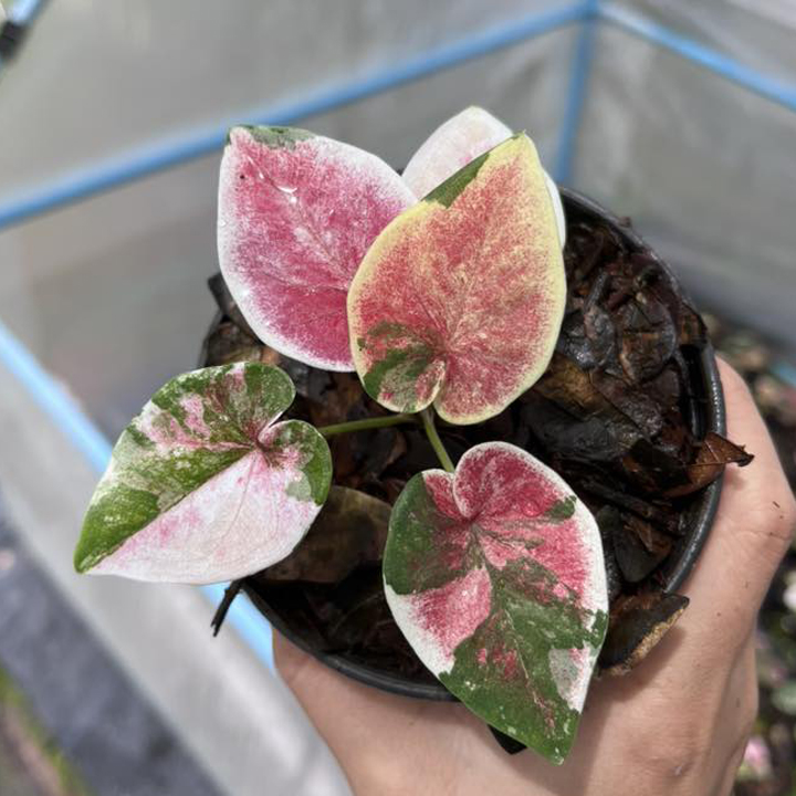 Variegated Phra Chao Sua