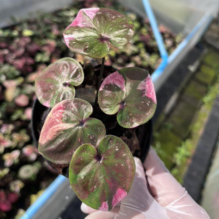 ক্যালাডিয়াম (চিলি পেস্ট) | Caladium (Chili Paste) - Image 3