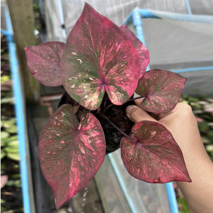 ক্যালাডিয়াম (ডায়মন্ড ইনক্রাস্টেড জেম) | Caladium (Diamond Encrusted Gem) - Image 5