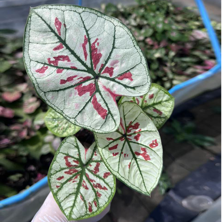 ক্যালাডিয়াম (গোল্ড মাইন) | Caladium (Gold Mine) - Image 5