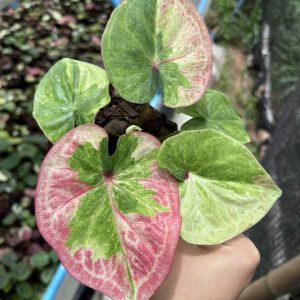 Suphanburi-Millionaire-Pink-Sign