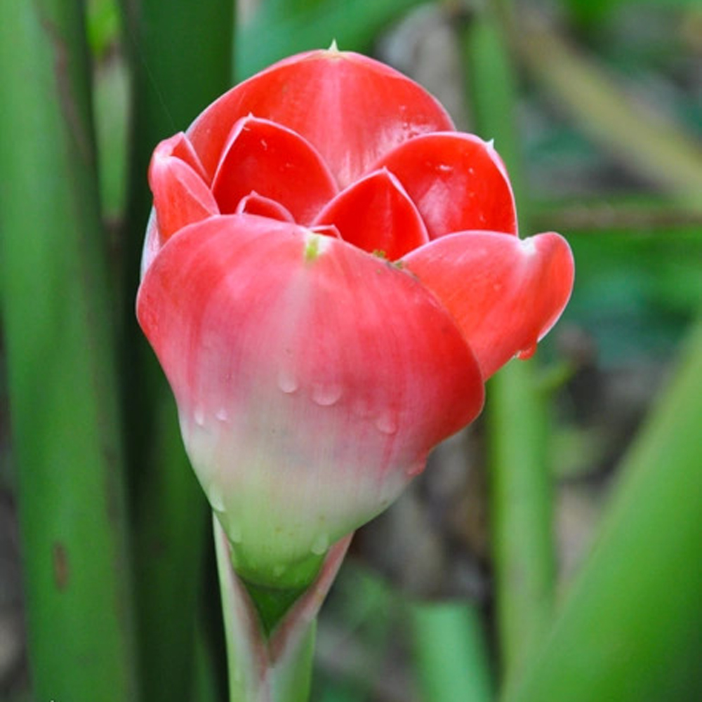 Torch Ginger Cerise Tulip