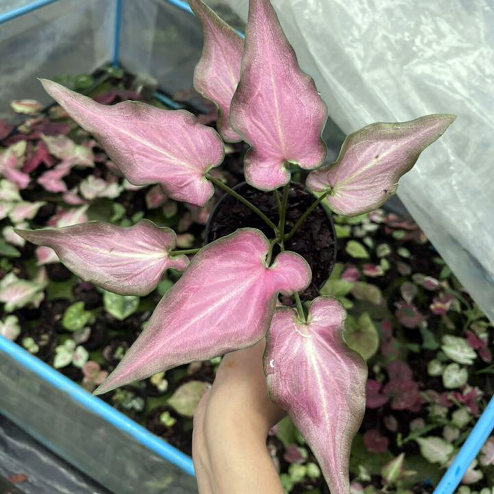 Vasuki