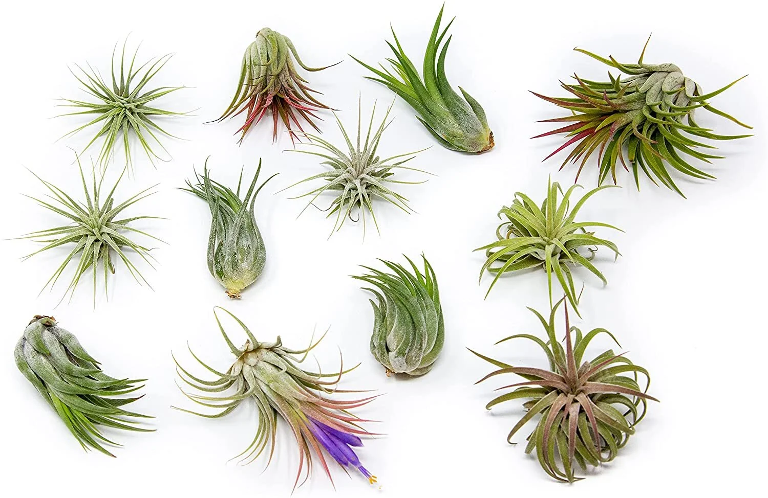 Tillandsia