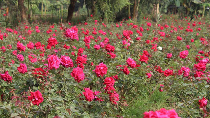 গোলাপ ফুল