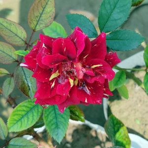 Red/Yellow Spotted Rose