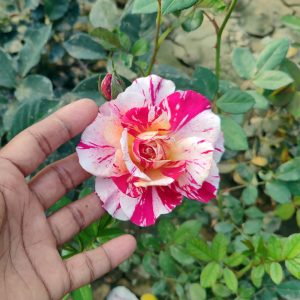 White/Pink Spotted Rose