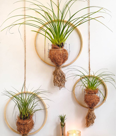 Airplant