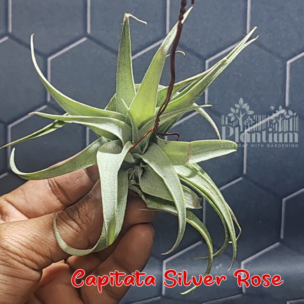 Capitata Silver Rose