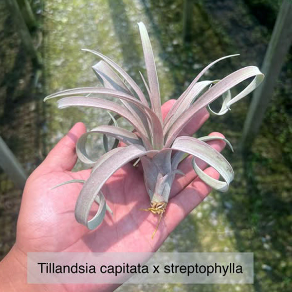 Capitata x Streptophylla