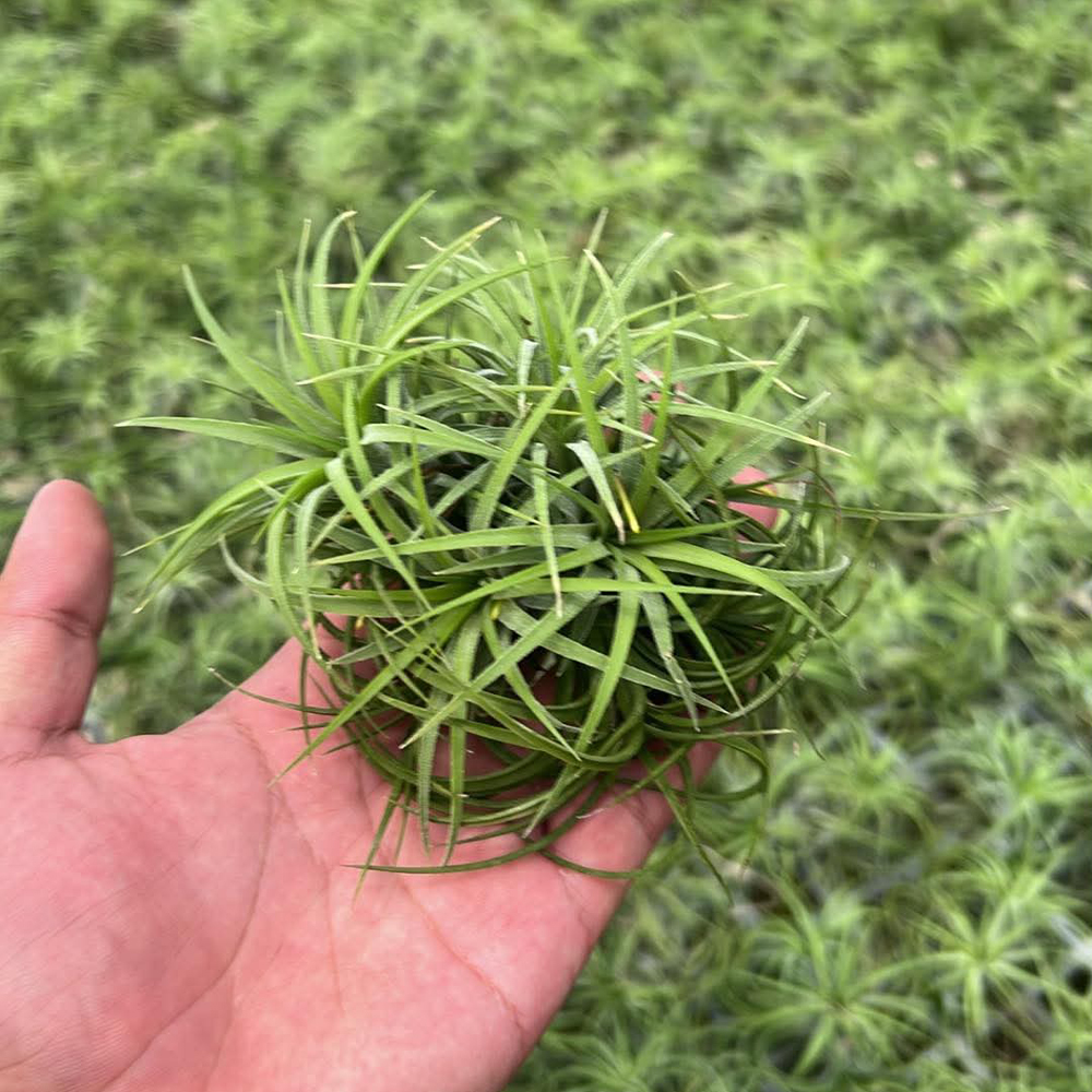 Ionantha Druid