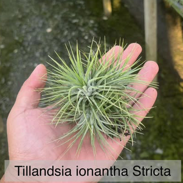 Ionantha Stricta