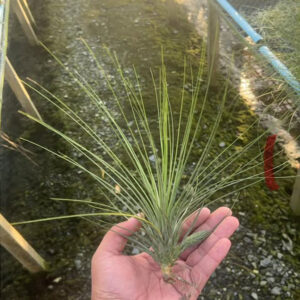 Juncea