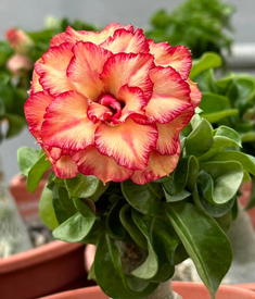 Adenium Mini