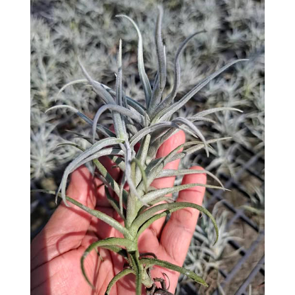 Palecea