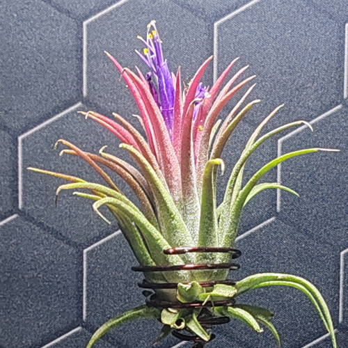 Ionantha