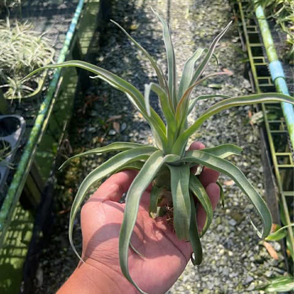 Streptophylla