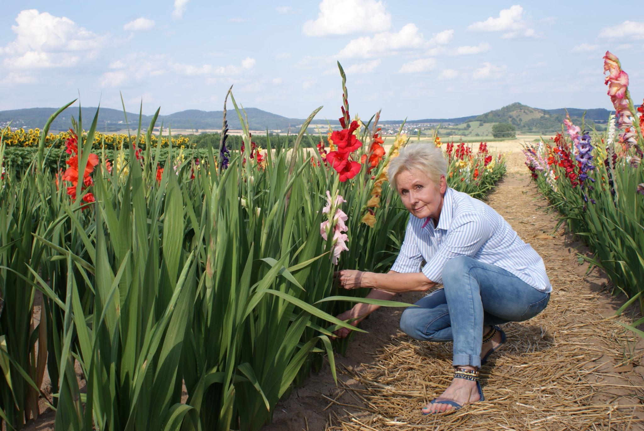 Gladiolus