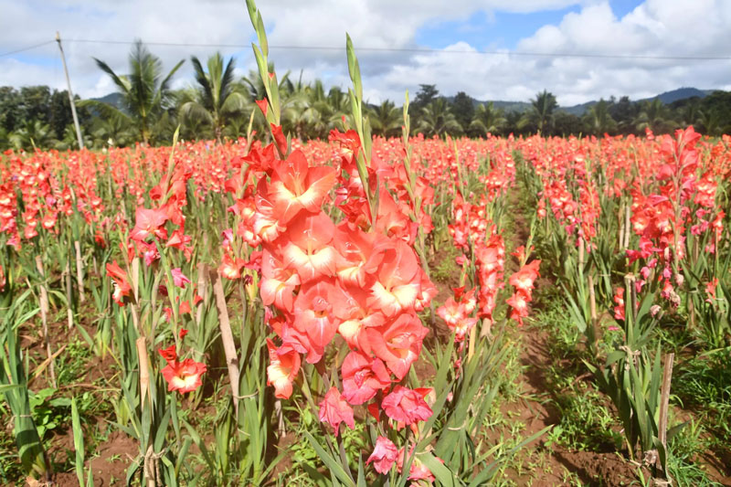 Gladiolus
