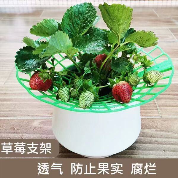 strawberry Holder-1